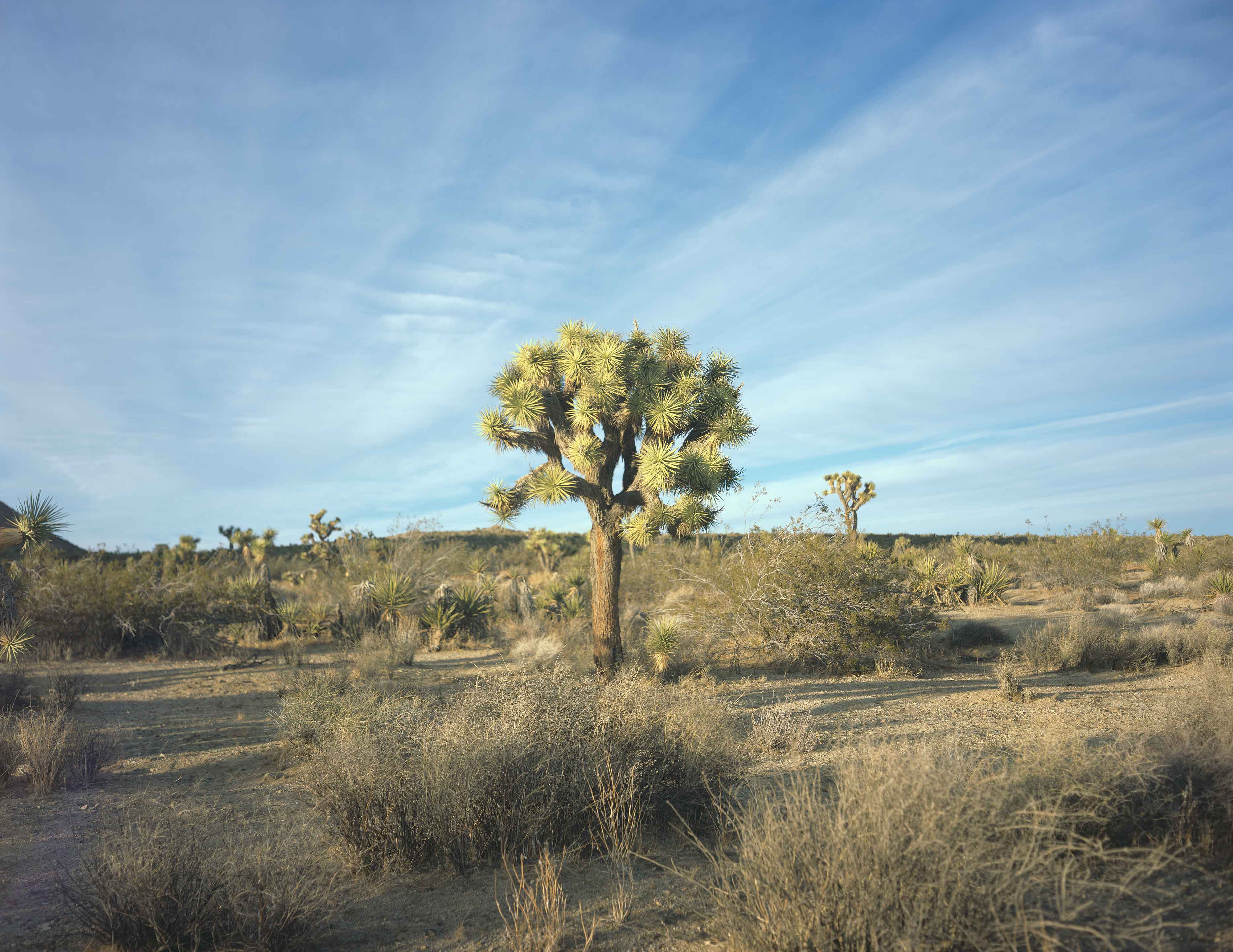 Joshua Tree 14