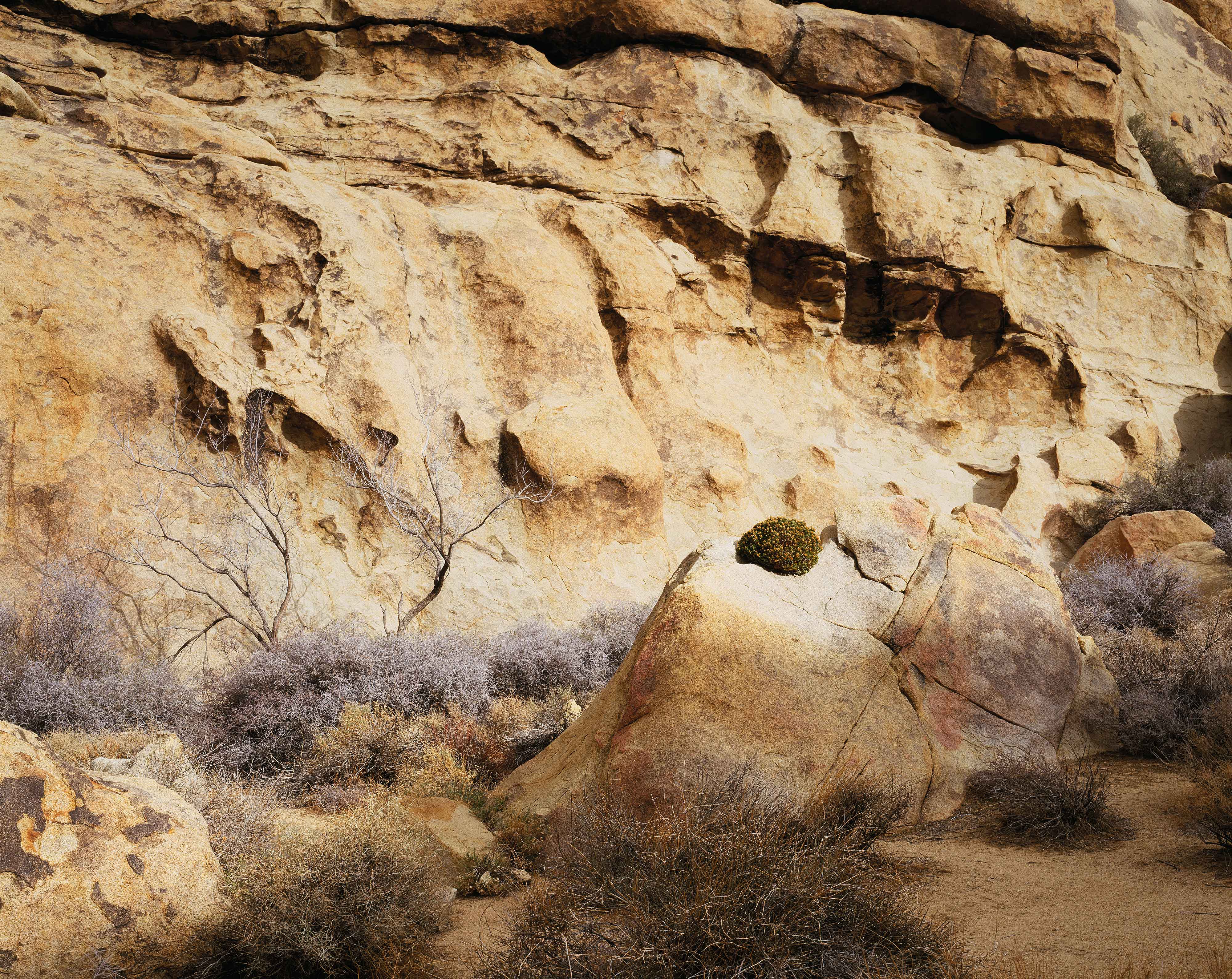 Joshua Tree 4