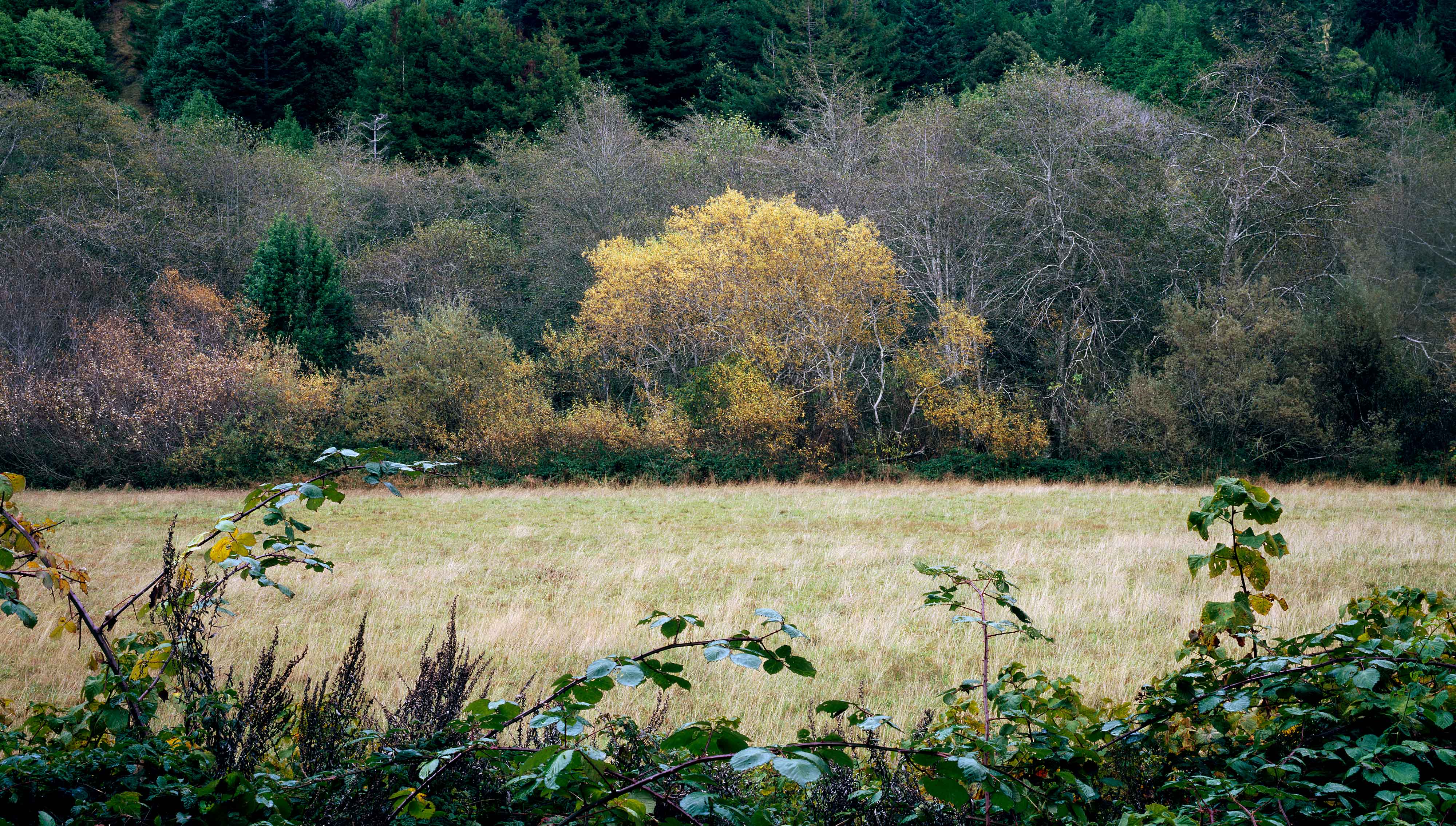 Coleman Valley 3