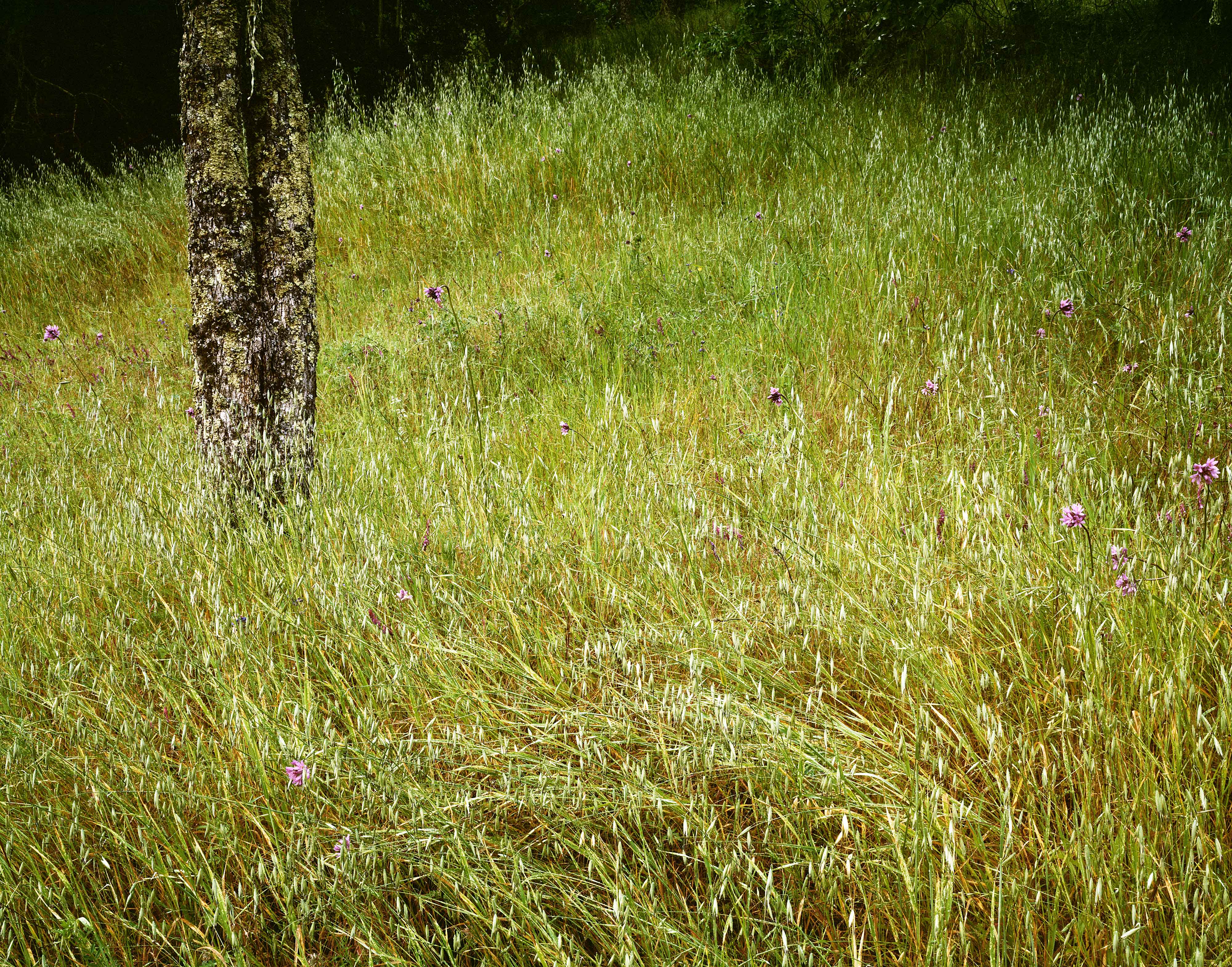 Grass Sonoma Regional Park