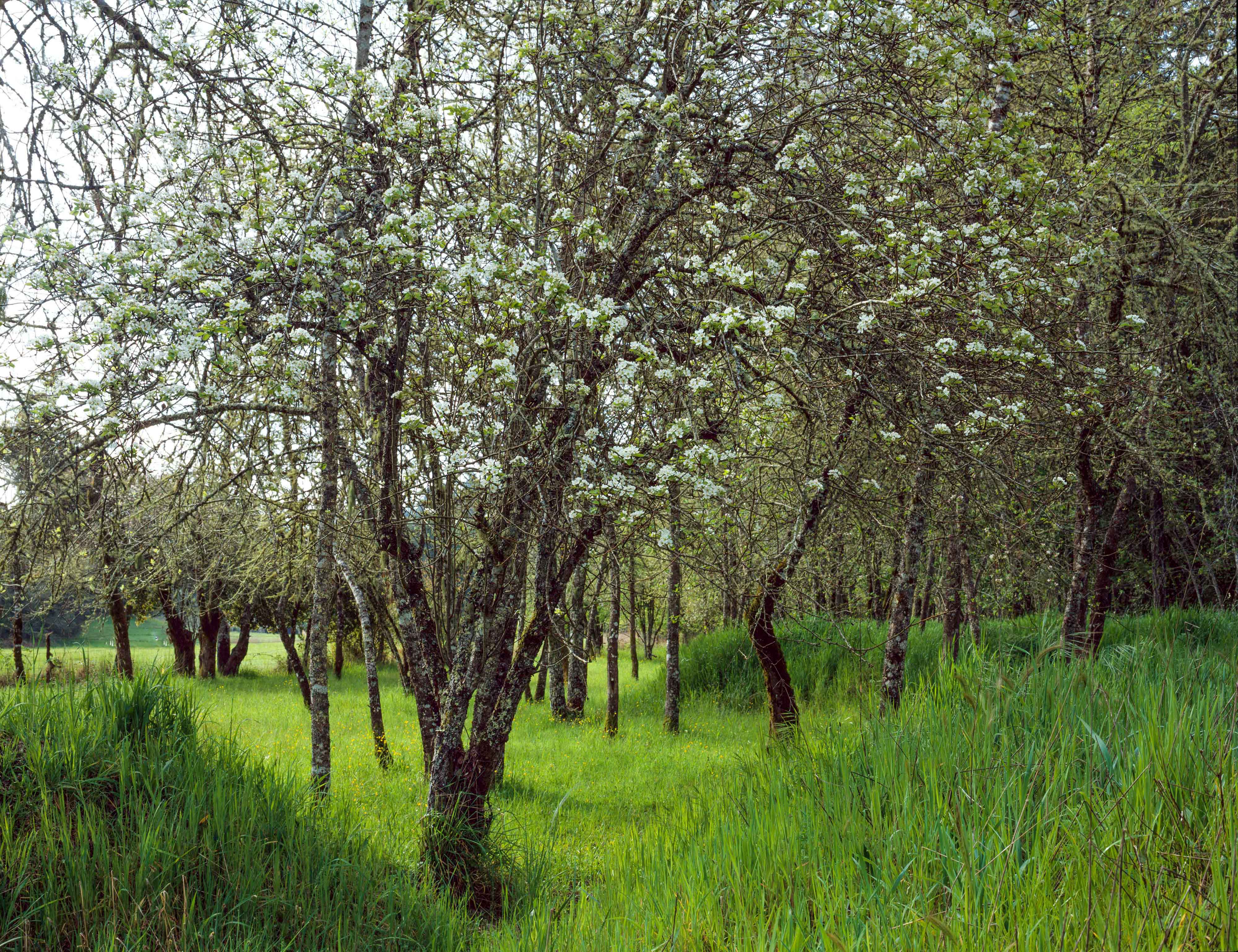 Green Valey Road Sebastopol