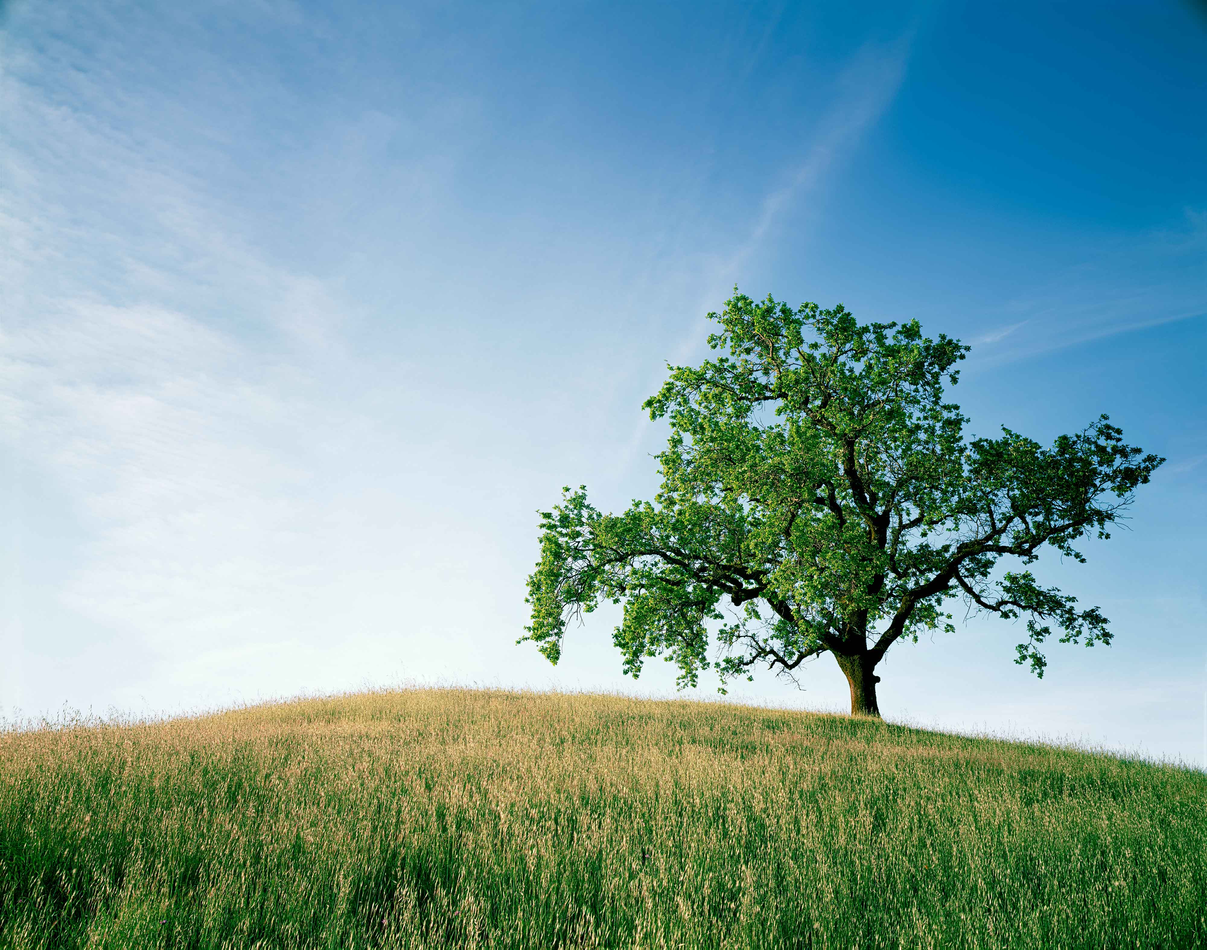 Solitary Oak Pole Mountain