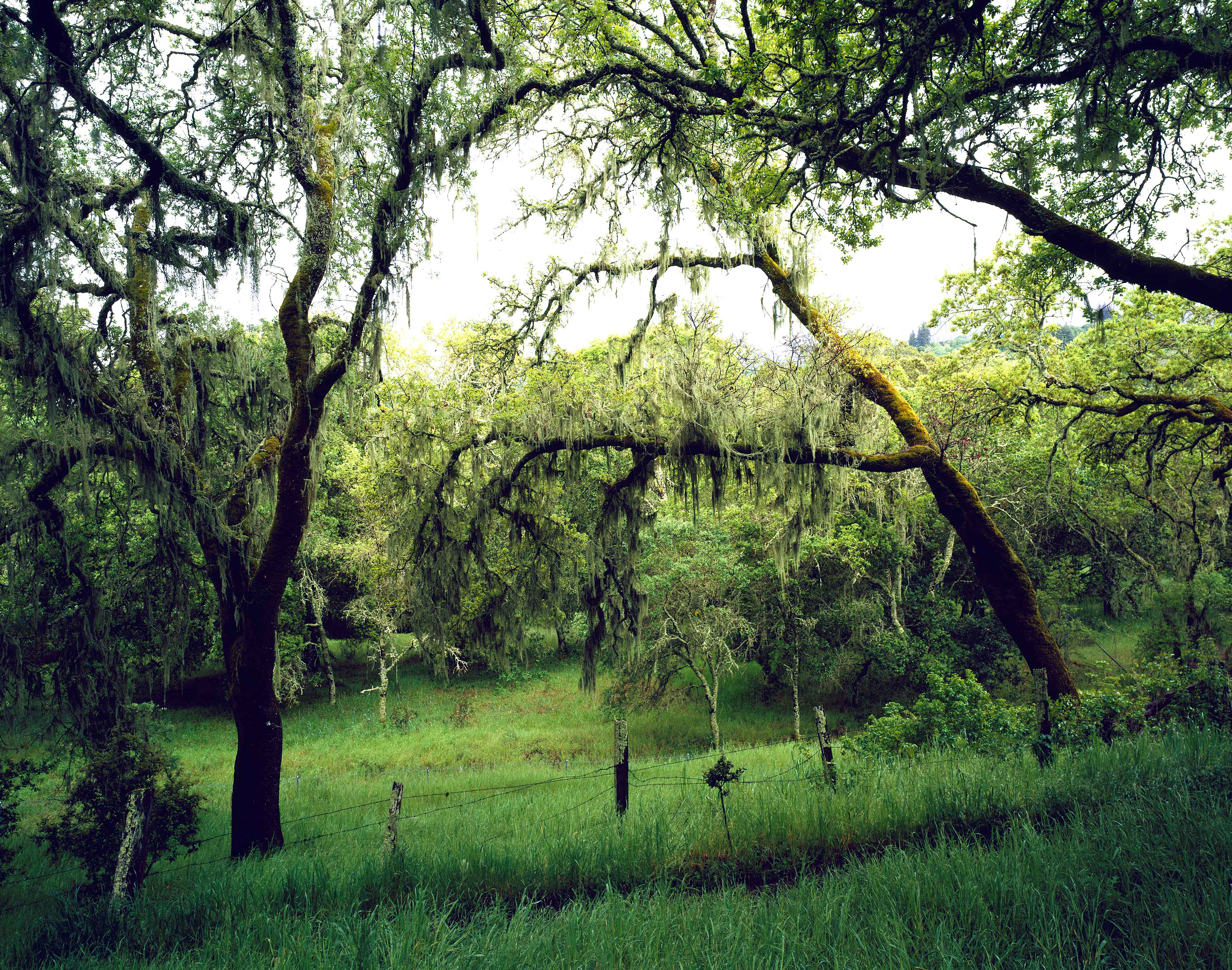 Sonoma Regional Park 15