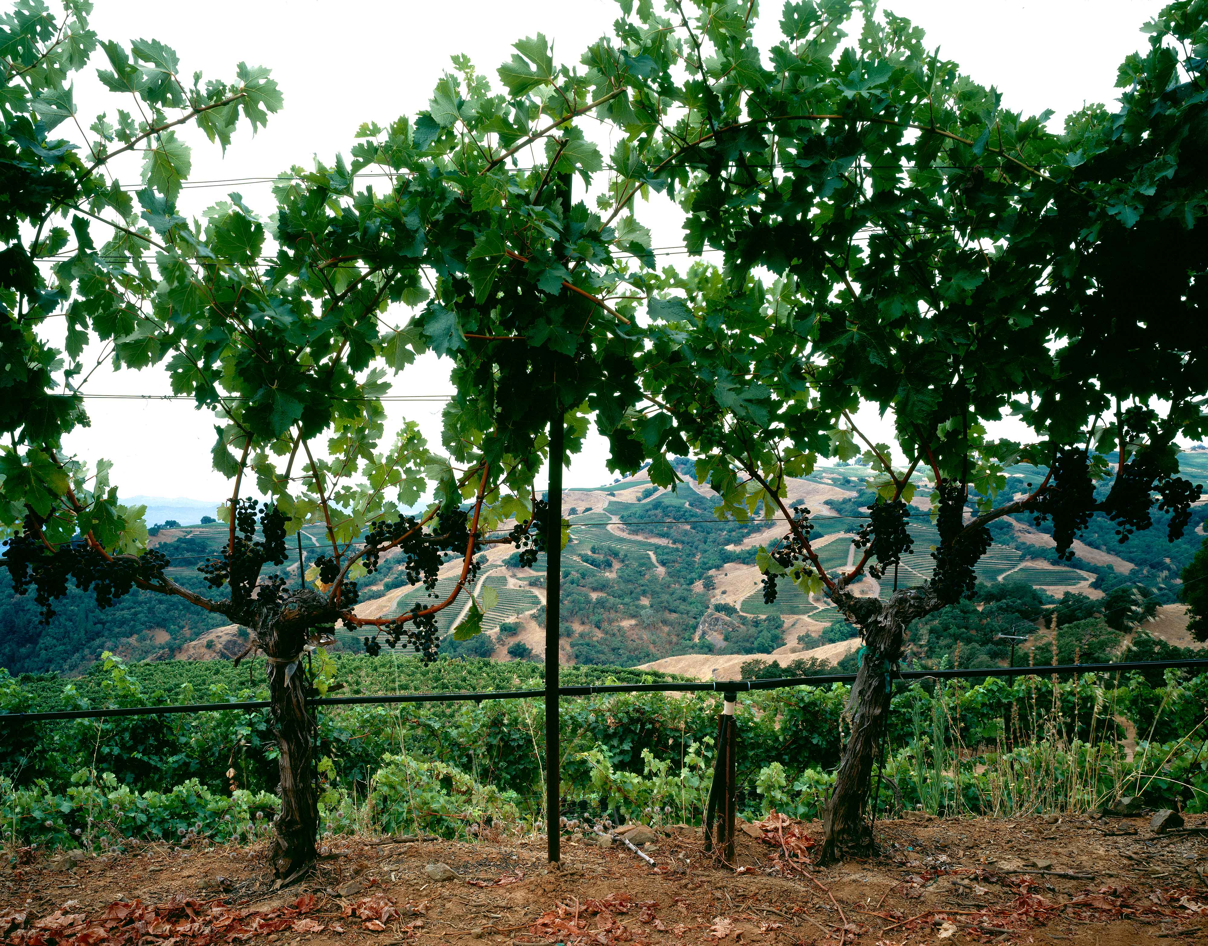 Stonestreed Vineyard 9