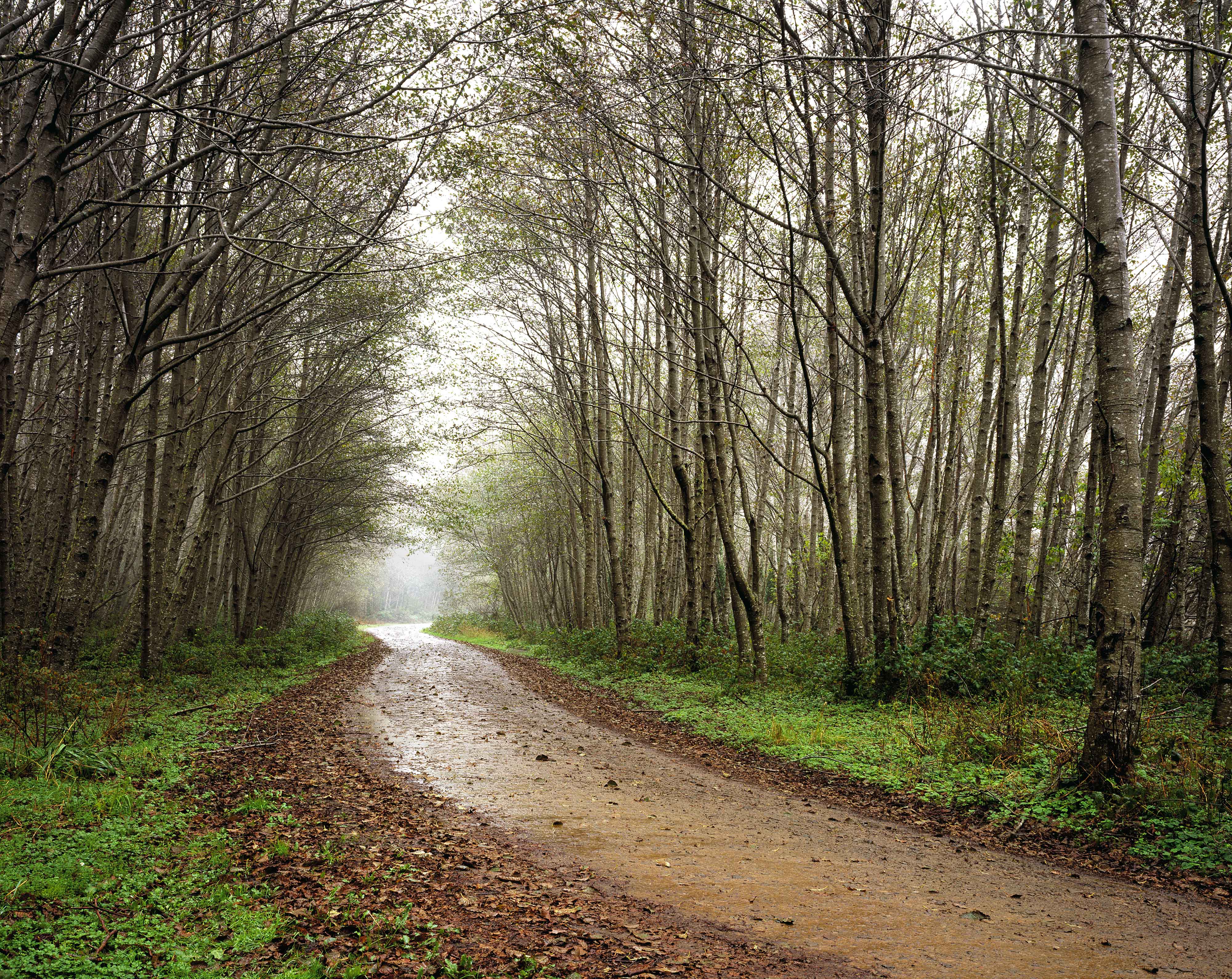 Usal Road Lost Coast