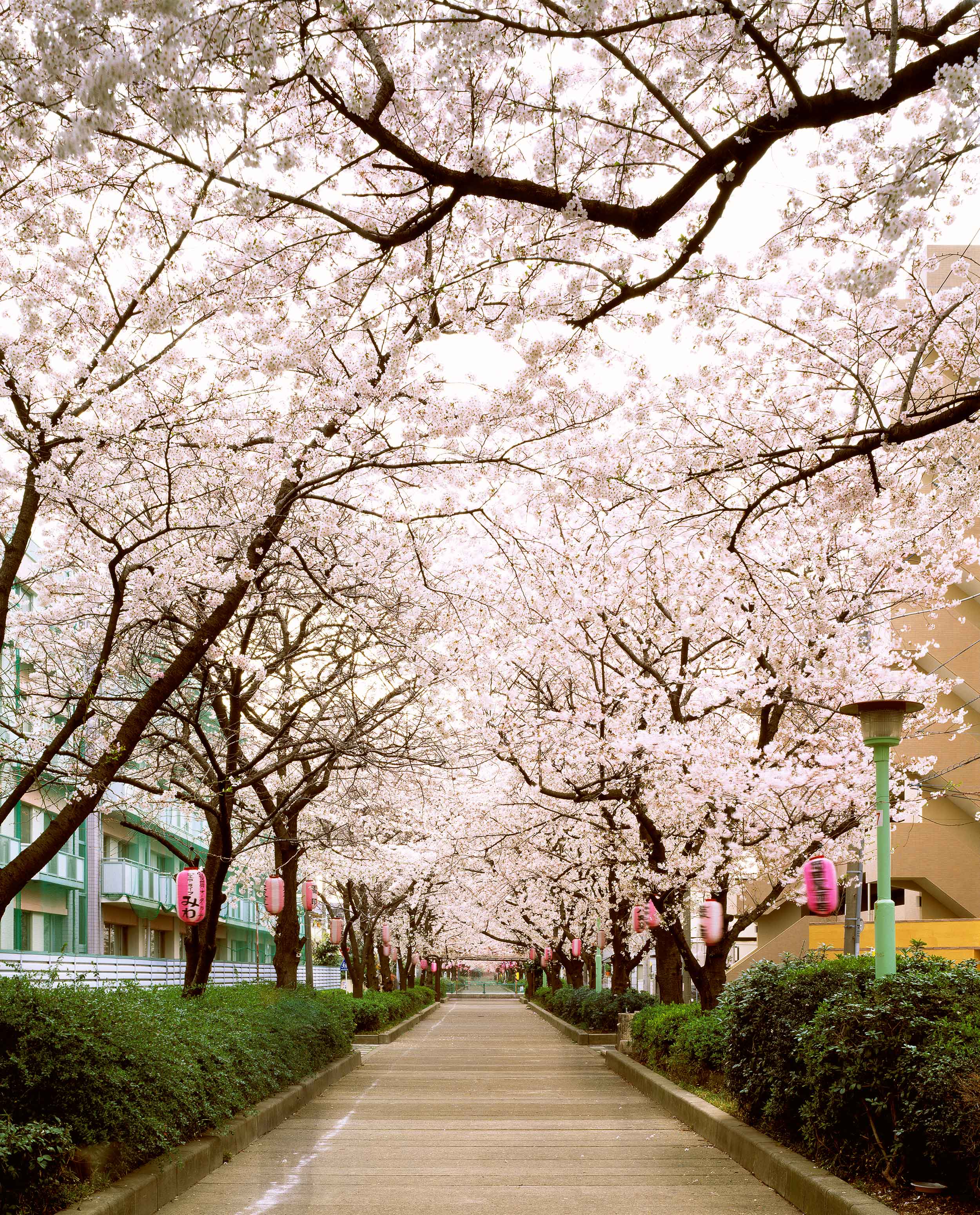 Sokura Street Warabi