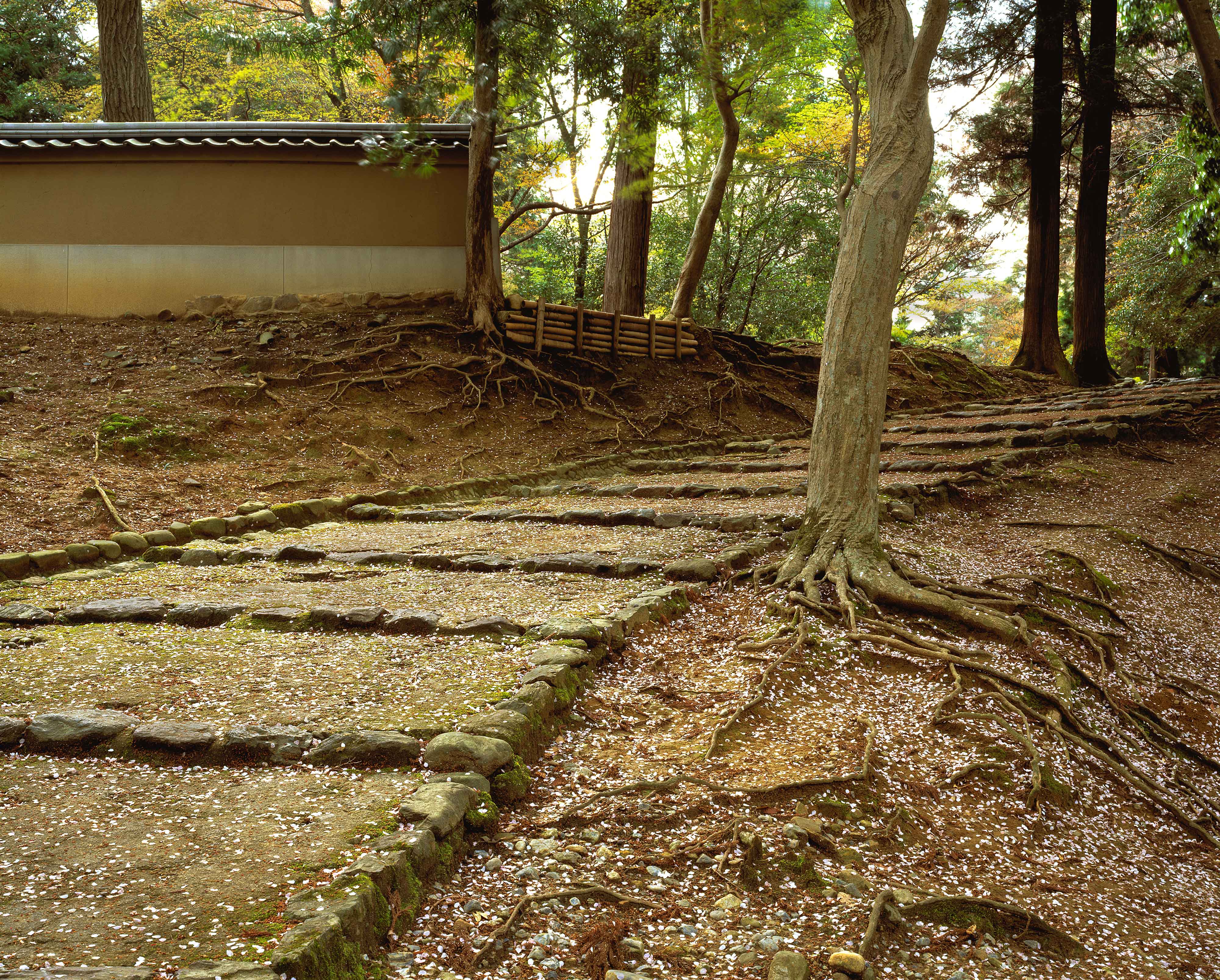 Steps Nara